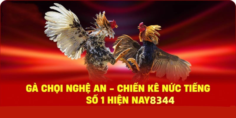 Gà Chọi Nghệ An – Chiến Kê Nức Tiếng Số 1 Hiện Nay